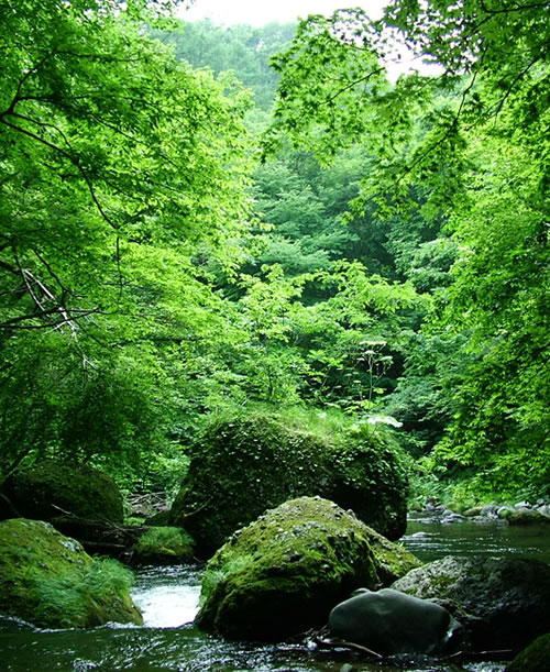 函館 松倉川